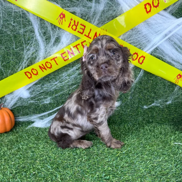 Female Cocker Spaniel puppy named Jinx for sale at Puppy Dreams - Arlington.