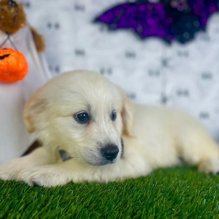 Male Golden Retriever puppy named Romeo for sale at Puppy Dreams - Carrollton.