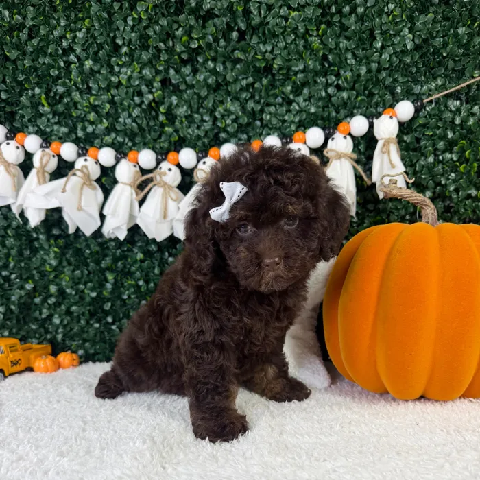 Female Cavapoo puppy named Zola for sale at Puppy Dreams - Garland.