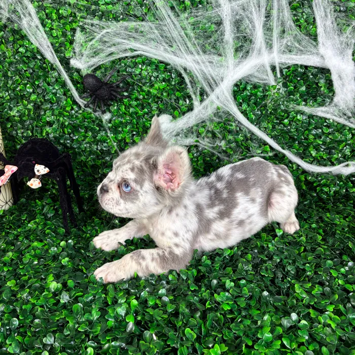 Male Fluffy French Bulldog puppy named Thor for sale at Puppy Dreams - North Richland Hills.