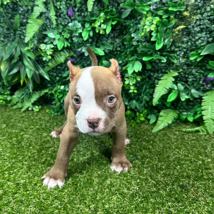 Female American Bully puppy named Maria for sale at Puppy Dreams - Parks Mall.