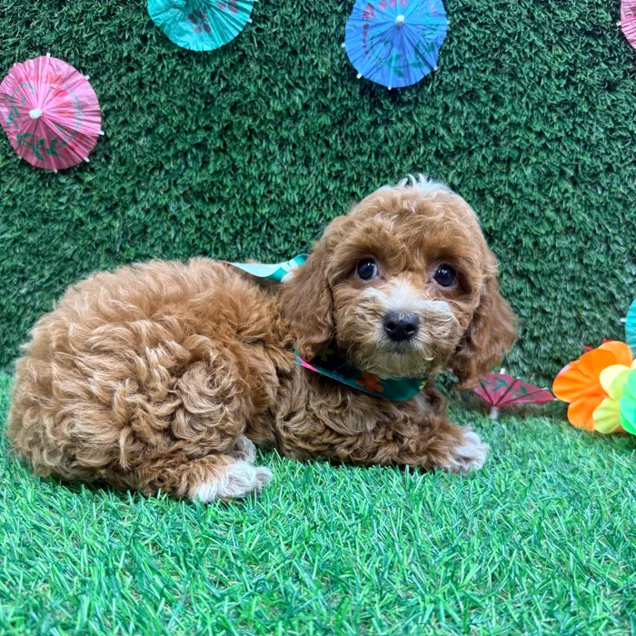 Female Mini Poodle puppy named Chanel for sale at Puppy Dreams - Carrollton.