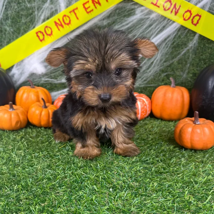 Female Yorkie puppy named Chai for sale at Puppy Dreams - Arlington.