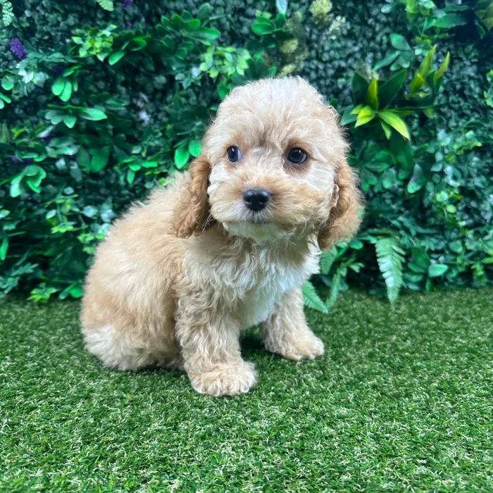 Female Cockapoo puppy named Stella for sale at Puppy Dreams - Parks Mall.