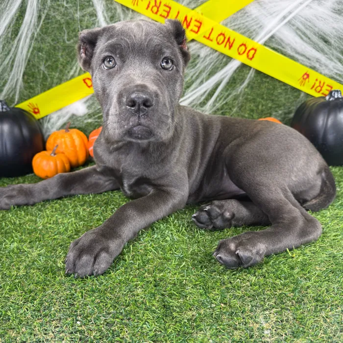 Male Cane Corso puppy named King for sale at Puppy Dreams - Arlington.