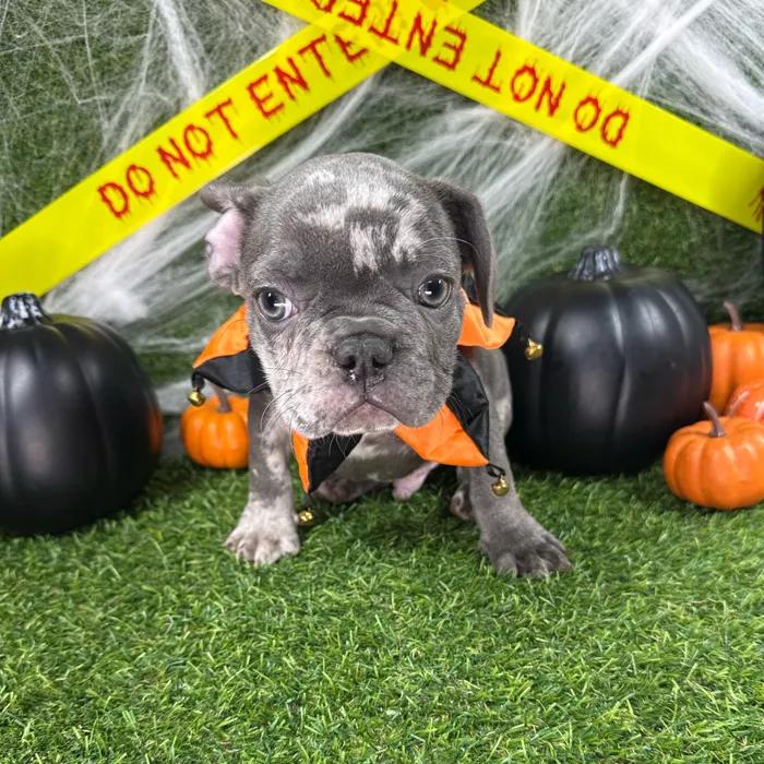 Male French Bulldog puppy named Spice for sale at Puppy Dreams - Arlington.