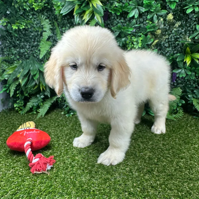 Male Golden Retriever puppy named Titan for sale at Puppy Dreams - Parks Mall.