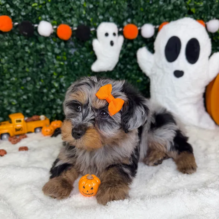 Female Yorkie-Poo puppy named Pearl for sale at Puppy Dreams - Garland.