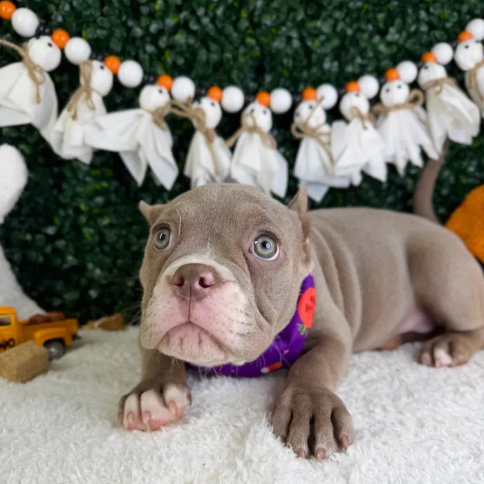 Female American Bully puppy named Prada for sale at Puppy Dreams - Garland.