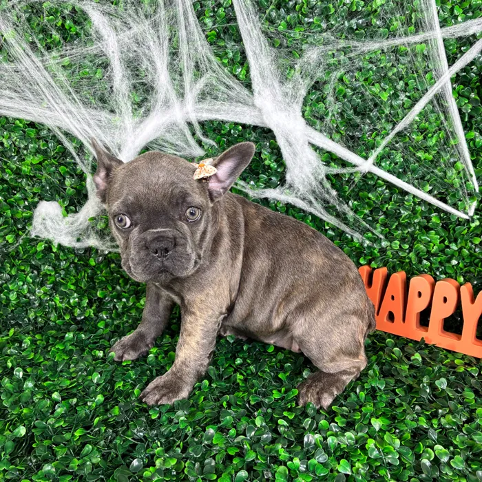 Female French Bulldog puppy named Olive for sale at Puppy Dreams - North Richland Hills.
