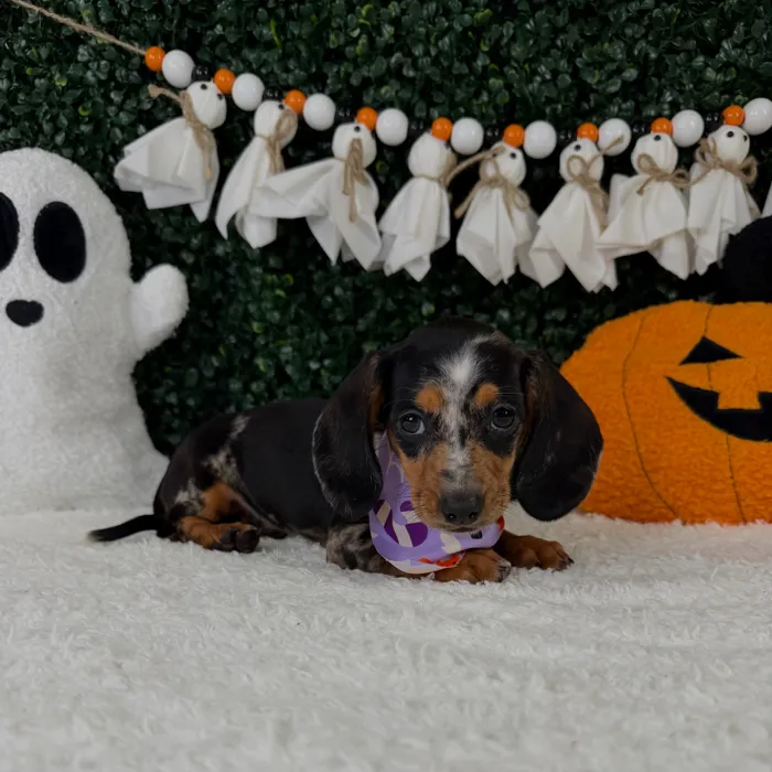 Female Dachshund puppy named Pudding for sale at Puppy Dreams - Garland.