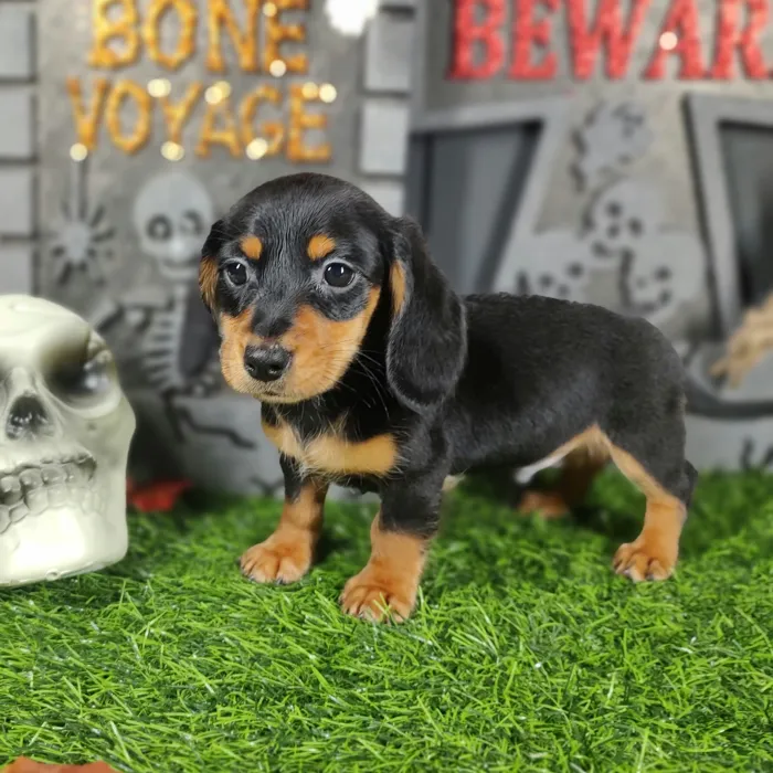Male Dachshund puppy named Freddy for sale at Puppy Dreams - Mansfield.