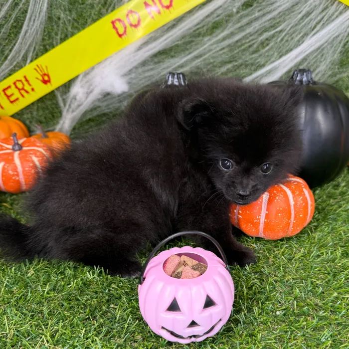 Male Pomchi puppy named Oscar for sale at Puppy Dreams - Arlington.