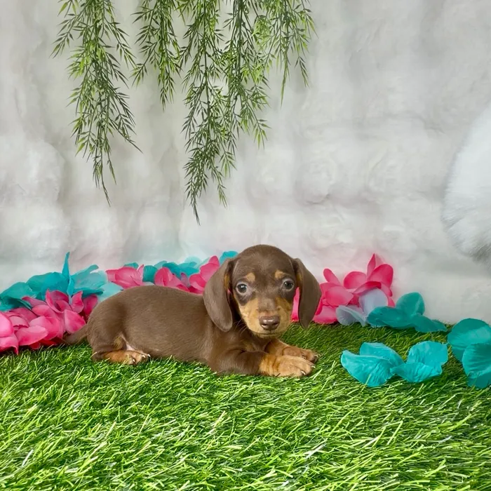 Male Dachshund puppy named Taffy for sale at Puppy Dreams - Denton.