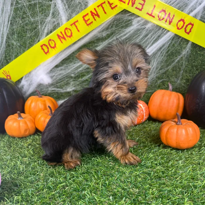 Female Yorkie puppy named Ellie for sale at Puppy Dreams - Arlington.