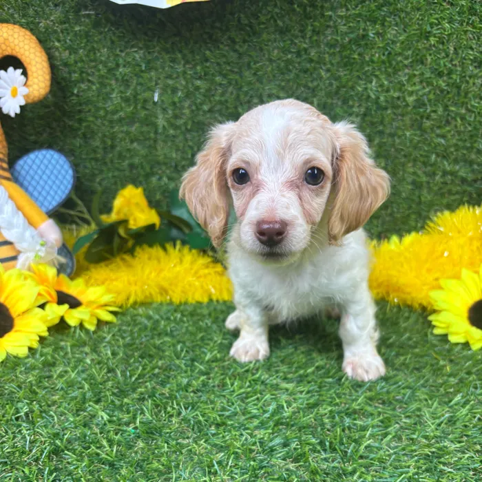 Female Dachshund puppy named Snow for sale at Puppy Dreams - Arlington.