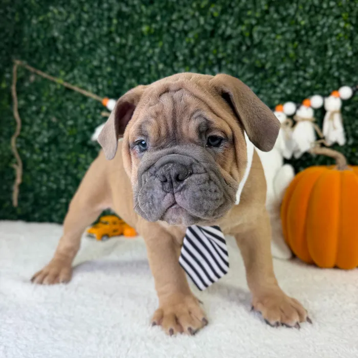 Male English Bulldog puppy named Chief for sale at Puppy Dreams - Garland.