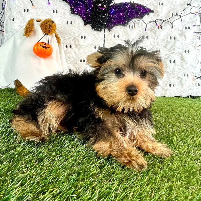 Male Yorkie puppy named Biscoff for sale at Puppy Dreams - Carrollton.