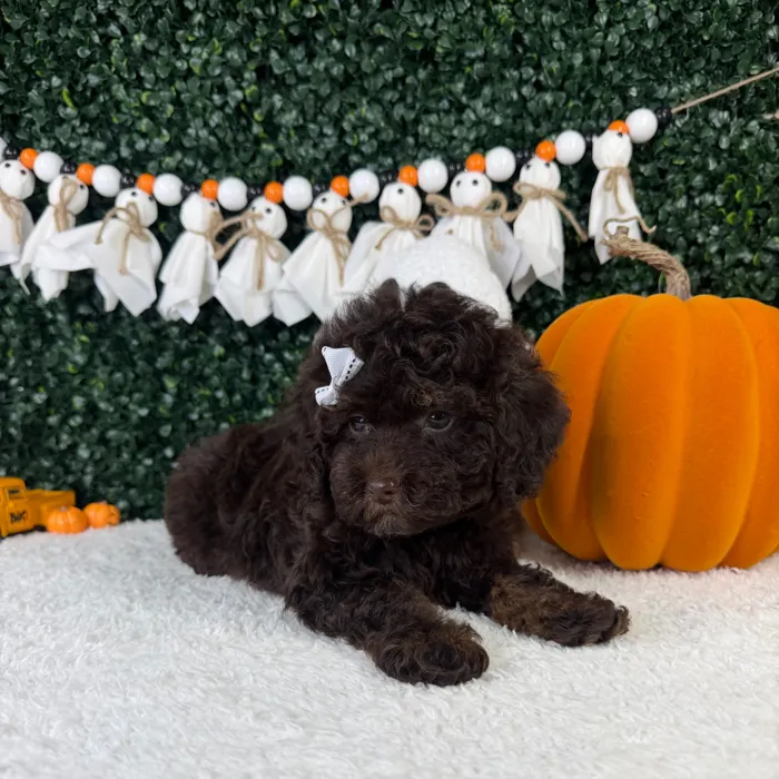 Female Cavapoo puppy named Zola for sale at Puppy Dreams - Garland.