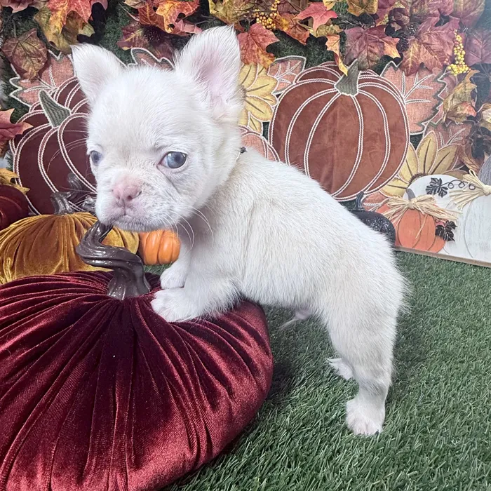 Male Fluffy French Bulldog puppy named Caine for sale at Puppy Dreams - Carrollton.