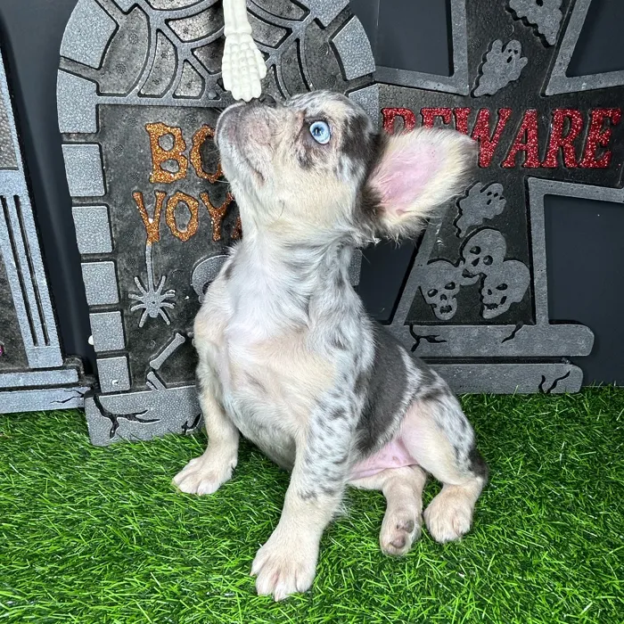 Female Fluffy French Bulldog puppy named *Delia* for sale at Puppy Dreams - Mansfield.