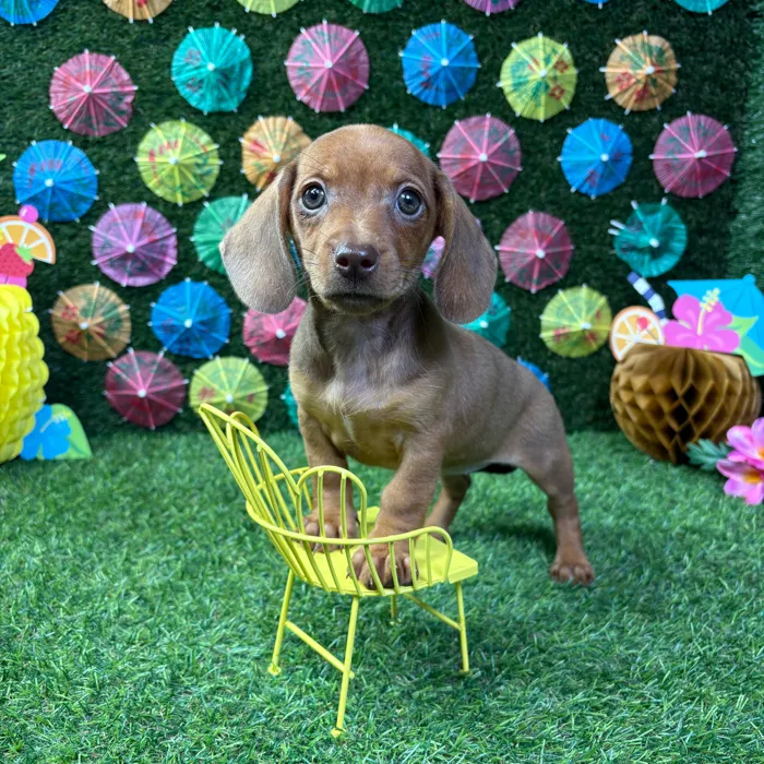 Female Dachshund puppy named Ember for sale at Puppy Dreams - Carrollton.