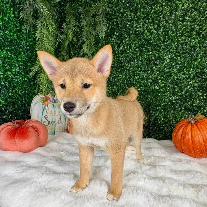 Female Shiba Inu puppy named Kia for sale at Puppy Dreams - Denton.