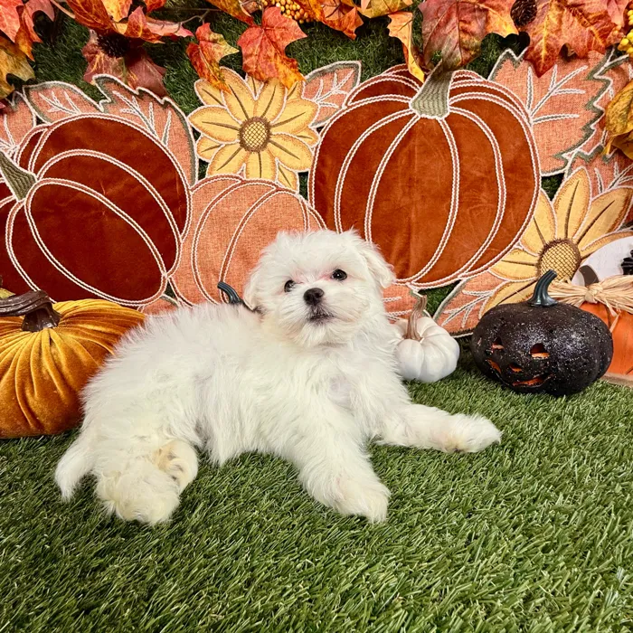Female Maltese puppy named Autumn for sale at Puppy Dreams - Carrollton.
