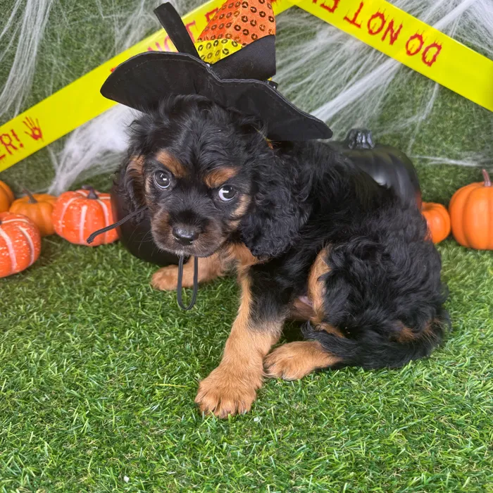 Female Cavalier King Charles Spaniel puppy named Nova for sale at Puppy Dreams - Arlington.