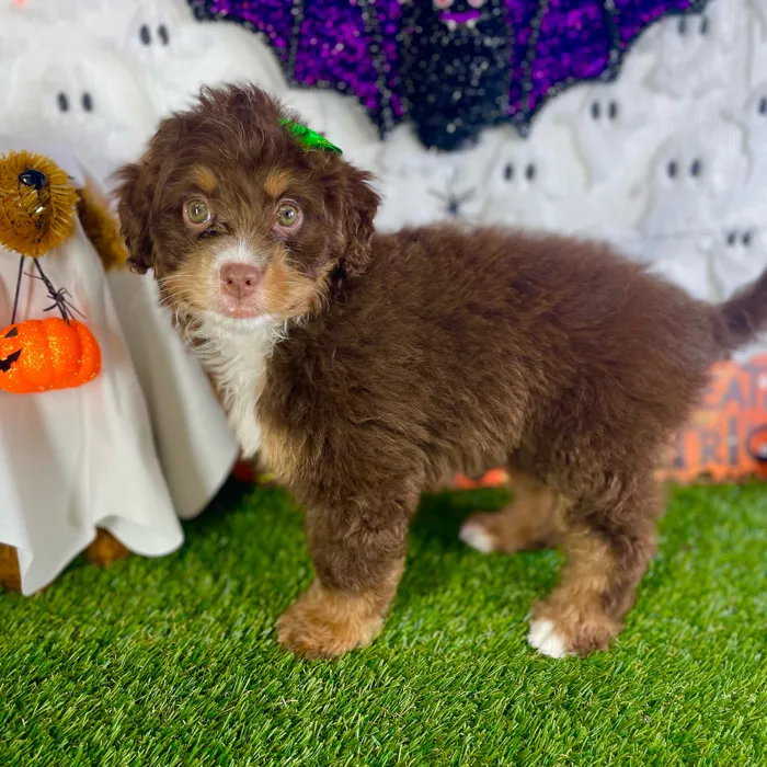 Female Bernedoodle Mini puppy named Sage for sale at Puppy Dreams - Carrollton.