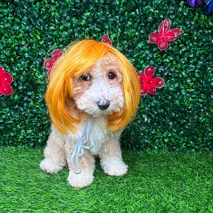 Female Bichon-Poodle puppy named *Carol Anne* for sale at Puppy Dreams - Mansfield.