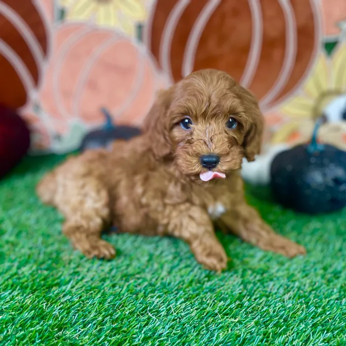 Male Mini Goldendoodle puppy named Bruno for sale at Puppy Dreams - Carrollton.