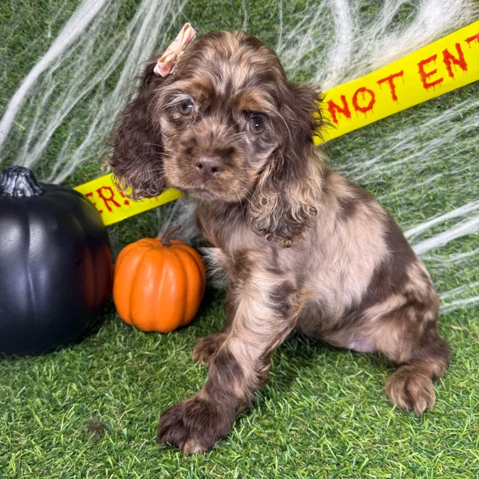 Female Cocker Spaniel puppy named Jinx for sale at Puppy Dreams - Arlington.
