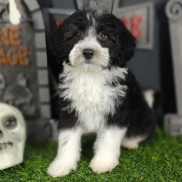 Female Bernedoodle puppy named Annabelle for sale at Puppy Dreams - Mansfield.
