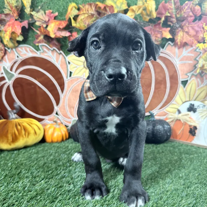 Male Cane Corso puppy named Dax for sale at Puppy Dreams - Carrollton.