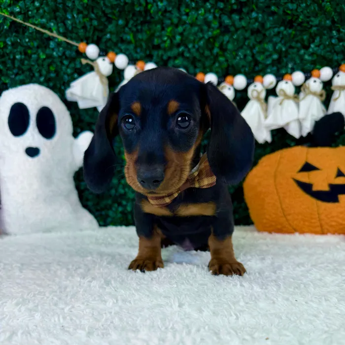 Male Dachshund puppy named Koko for sale at Puppy Dreams - Garland.