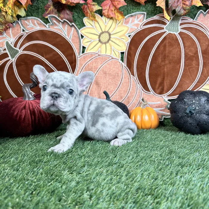 Male French Bulldog puppy named Rocco for sale at Puppy Dreams - Carrollton.