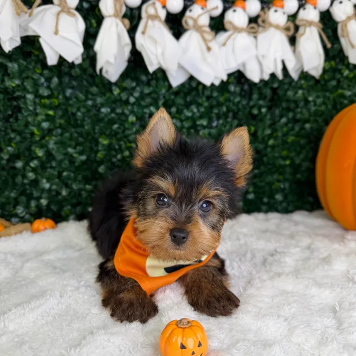 Male Yorkie puppy named Aspen for sale at Puppy Dreams - Garland.