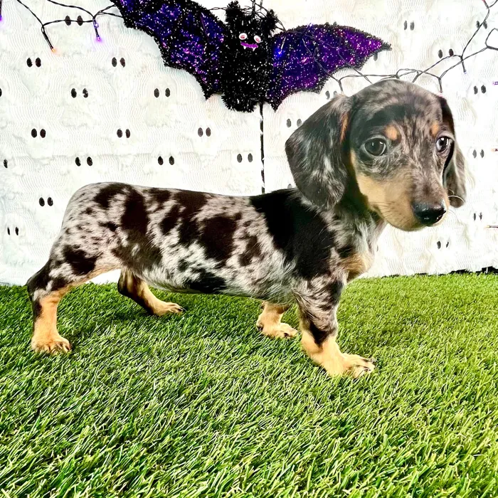 Female Dachshund puppy named Rose for sale at Puppy Dreams - Carrollton.