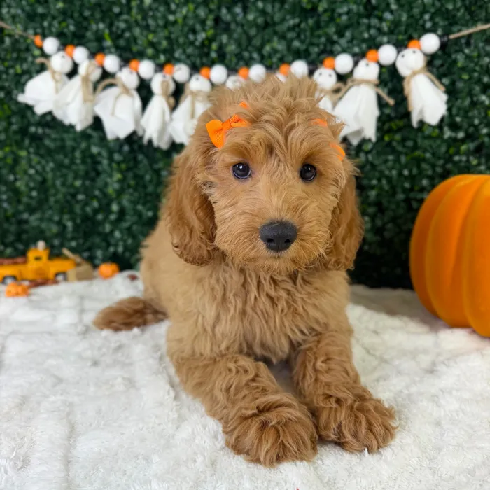 Female Mini Goldendoodle puppy named Nemi for sale at Puppy Dreams - Garland.