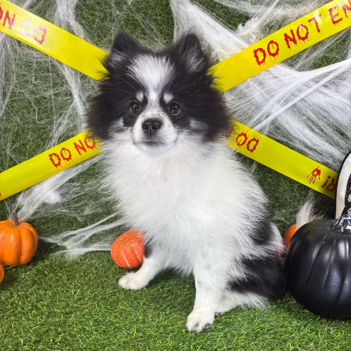 Female Pomsky puppy named Diggy for sale at Puppy Dreams - Arlington.