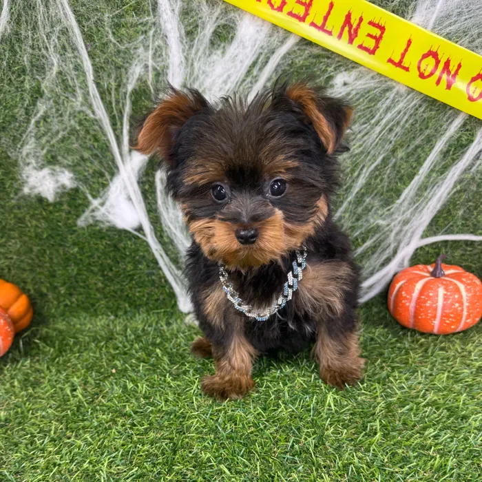 Male Yorkie puppy named Kai for sale at Puppy Dreams - Arlington.