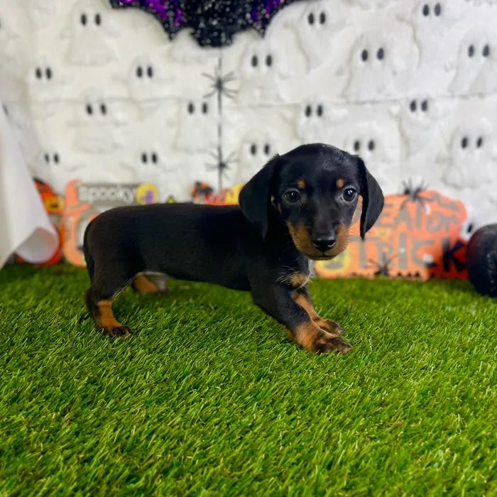 Male Dachshund puppy named Rowan for sale at Puppy Dreams - Carrollton.