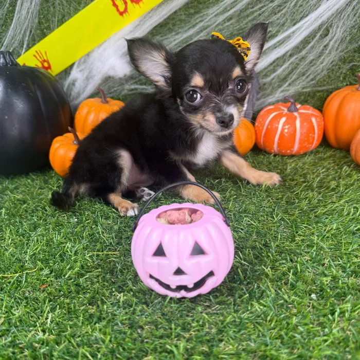 Female Chihuahua puppy named Samara for sale at Puppy Dreams - Mansfield.