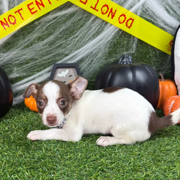 Male Chihuahua puppy named Gravy for sale at Puppy Dreams - Arlington.