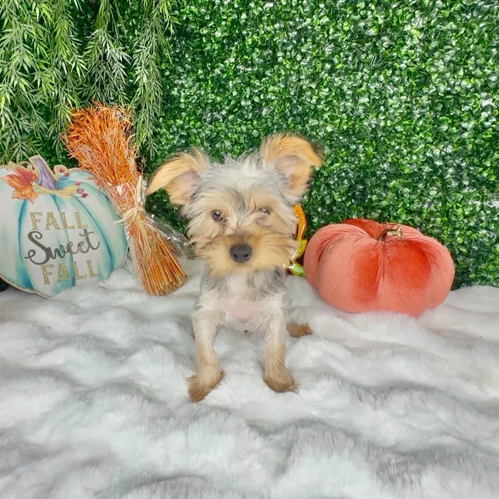 Male Yorkie puppy named Gumdrop for sale at Puppy Dreams - Denton.