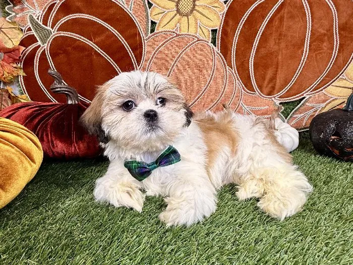 Male Shih Tzu puppy named Louie for sale at Puppy Dreams - Carrollton.