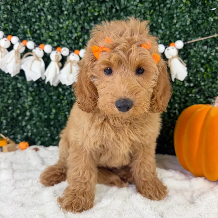 Female Mini Goldendoodle puppy named Nemi for sale at Puppy Dreams - Garland.