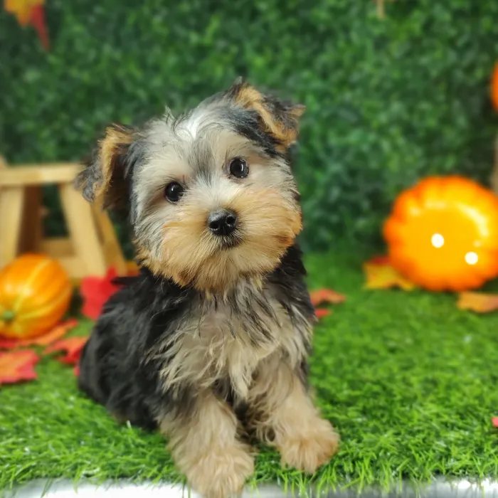 Female Yorkie puppy named *Merry* for sale at Puppy Dreams - Mansfield.