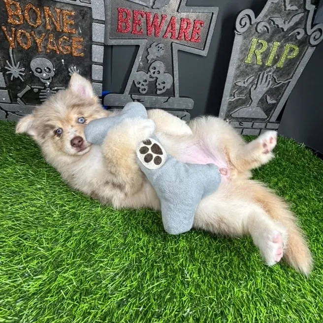 Female Pomsky puppy named *Claudia* for sale at Puppy Dreams - Mansfield.